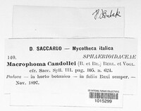 Hyponectria buxi image